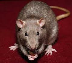 mice--rats